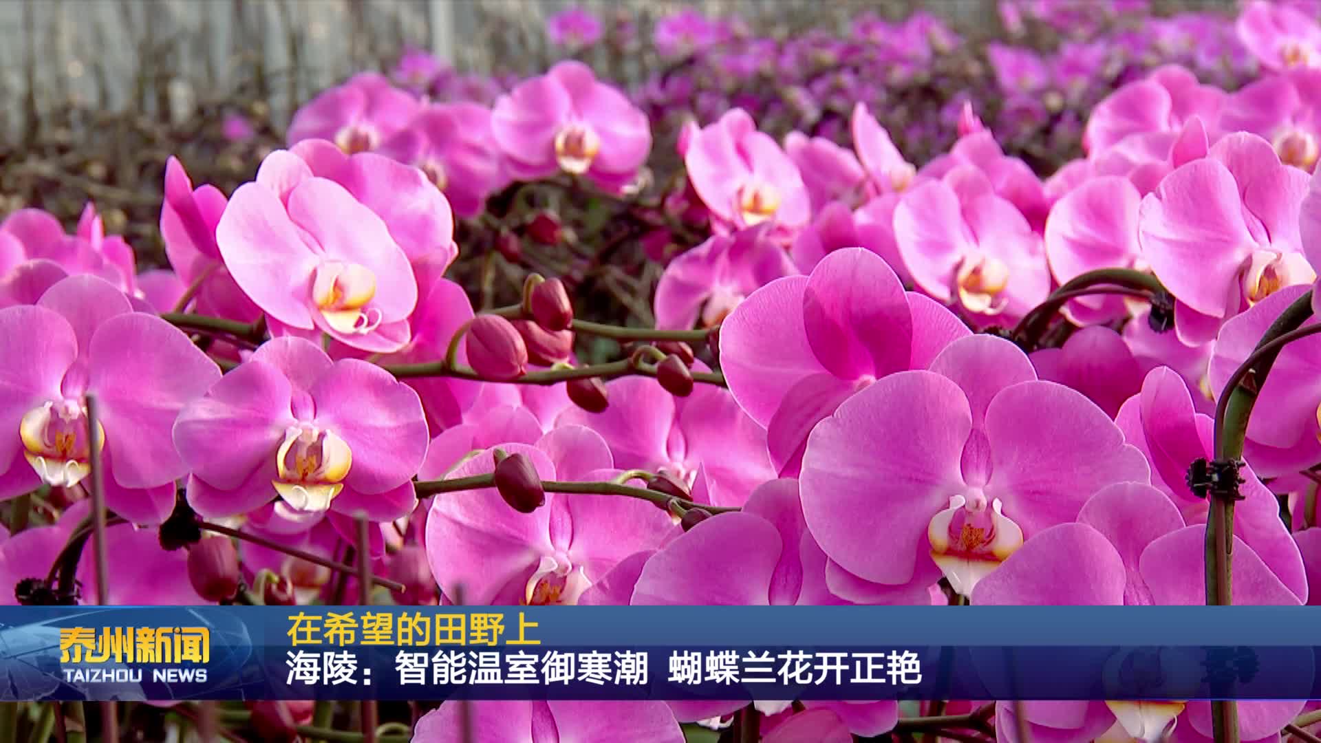 在希望的田野上  海陵：智能温室御寒潮 蝴蝶兰花开正艳